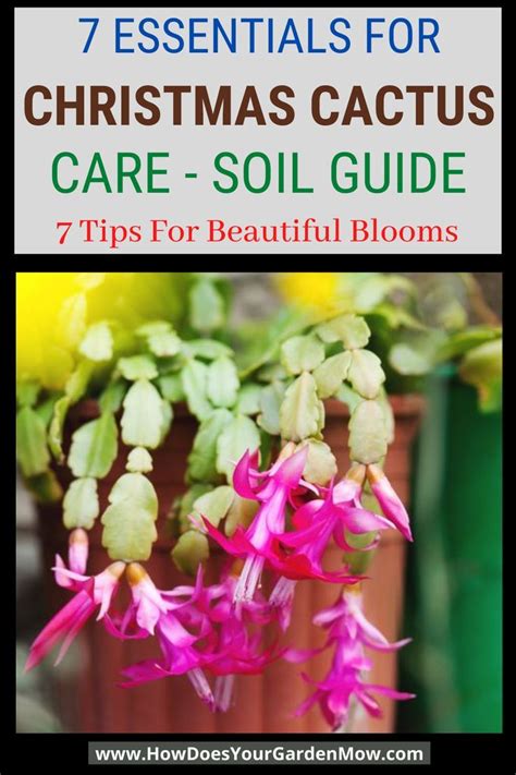 Christmas Cactus Soil Requirements The Definitive Guide Artofit