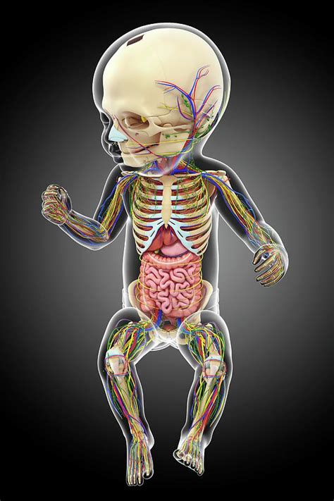 Babys Anatomy Photograph By Pixologicstudioscience Photo Library