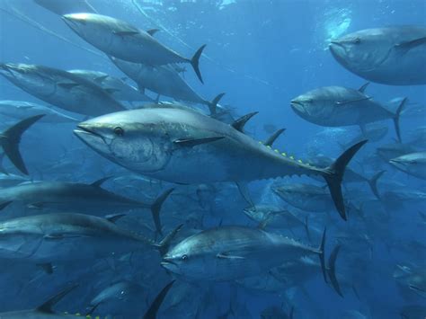 World Record For Biggest Atlantic Bluefin Tuna American Oceans