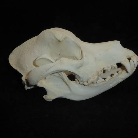 Domestic Dog Skull Replica Skeletons And Skulls Superstore