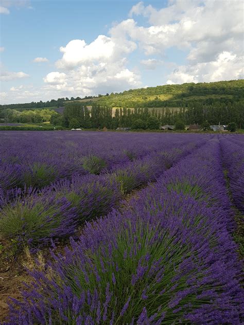 Visiting English Lavender Fields In Kent