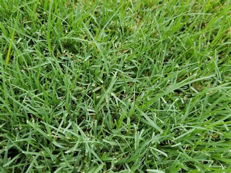 Bermuda Grass Has A Fine Texture Grasses Landscaping Ornamental All