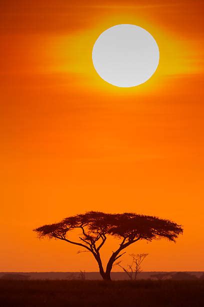 470 Serengeti Sunrise Acacia Tree In Africa Stock Photos Pictures