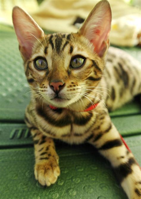 Bengal Cats The Complete Guide To This Beautiful Breed