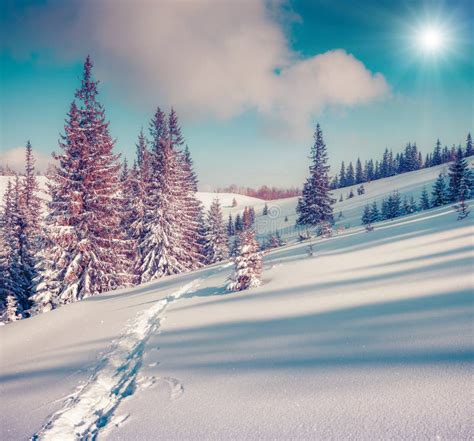 Sunny Winter Landscape In The Mountain Forest Stock Photo Image Of