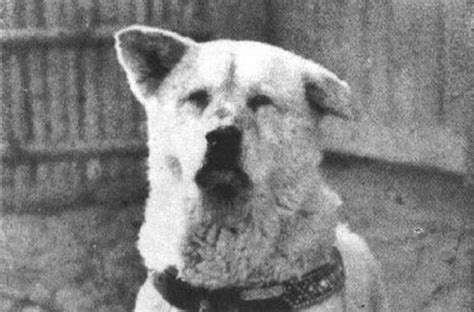 The True Story Of Hachiko Historys Most Devoted Dog