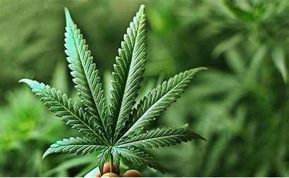 Marihuana Leaf Marijuana Hemp Lo Ilegal Legal