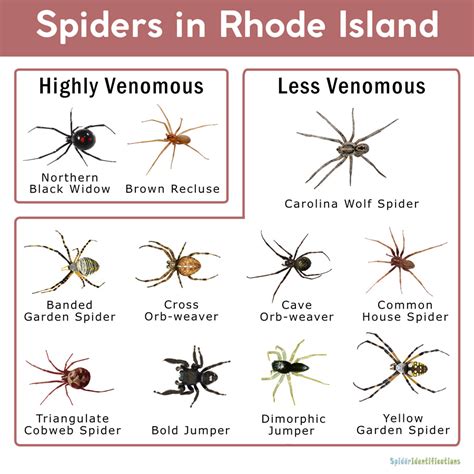 Spiders In Rhode Island List With Pictures