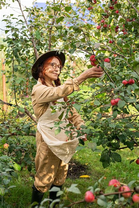 Senior Woman Picks Apples From An Apple Tree In Her Garden Autumn