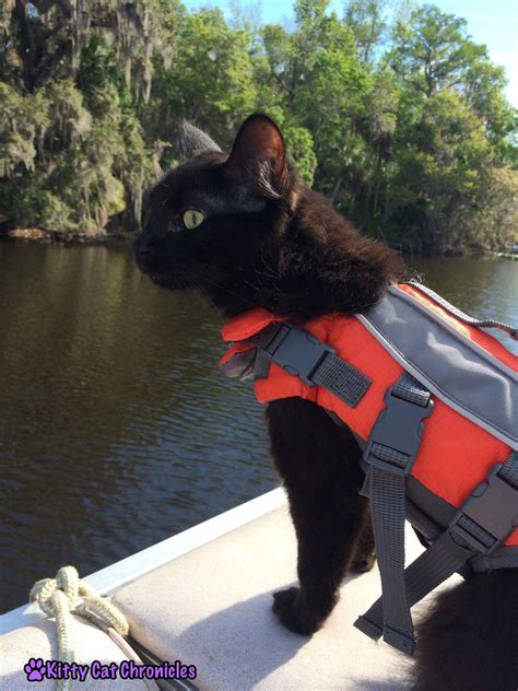 Get The Gear 10 Must Have Accessories For Your Adventure Cat Kylo