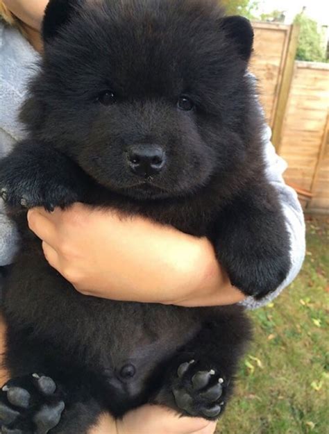 You Cant Handle These 17 Chubby Puppies Who Look Like Teddy Bears