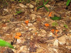 Alabama Mushrooms Photos