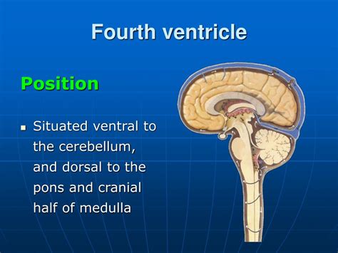 Ppt Gross Anatomy And Development Of The Brain Stem And Cerebellum