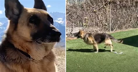 150 Pound German Shepherd Loses 50 Pounds And He Looks So Different Now