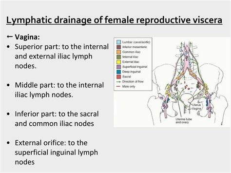Ppt Revisit Of Male And Female Reproductive Tracts Powerpoint