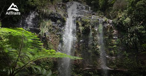 Best Trails In Springbrook National Park Queensland Australia