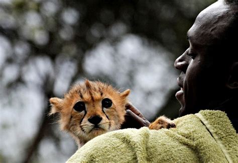 Baby Cheetah Cuddly Animals Baby Animals Animals