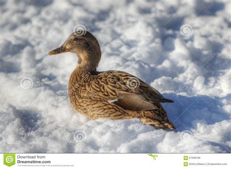 Duck On Snow In Winter Stock Photo Image Of Season Cold 67568166