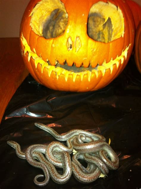 Pumpkin Carving Snake