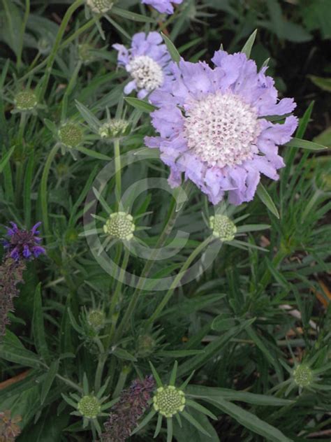 Scabiosa Caucasica Lavender Blue Caucasian Pincushion Flower