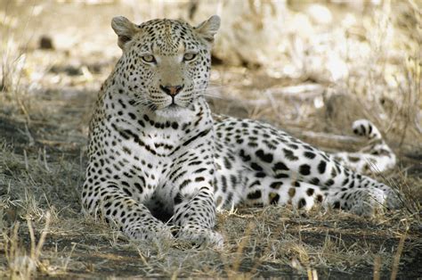 Wallpaper Wildlife Africa Big Cats Zoo Leopard Jaguar Rest