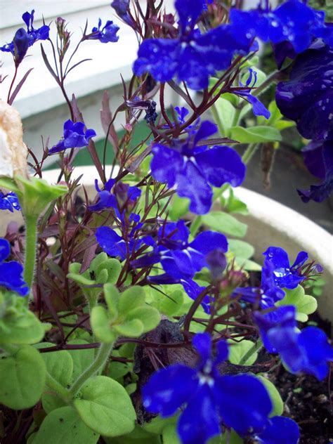 Blue Flowers In Garden Pot Free Stock Photo Public Domain Pictures