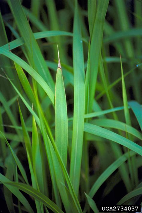 Cogongrass Invasive Plants Of The Eastern United States