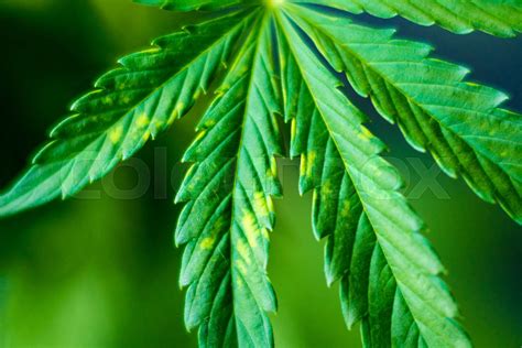 Leaves Of Cannabis With Burns From Light Stock Image Colourbox