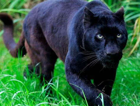 National Animal Of Gabon Interesting Facts About Black