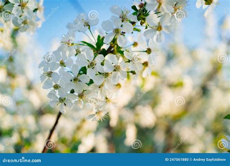 The Branches Of Flowering Cherry Trees White Flowers In The Spring