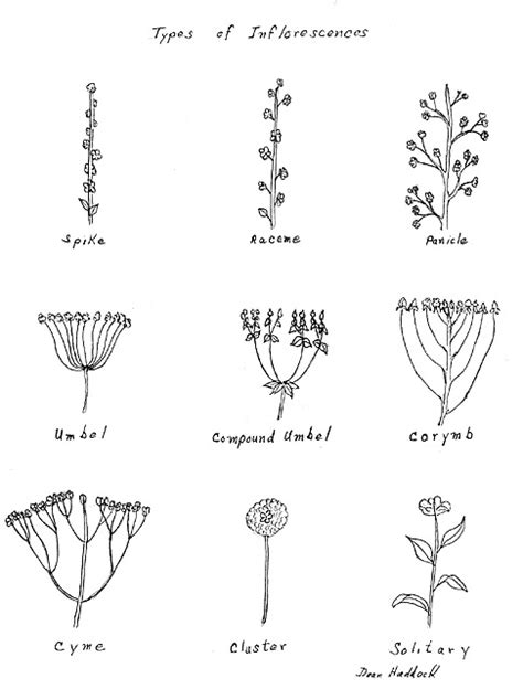 How to draw realistic flowers using the bowl cup method. Kansas Wildflowers and Grasses: Plant Morphological Features