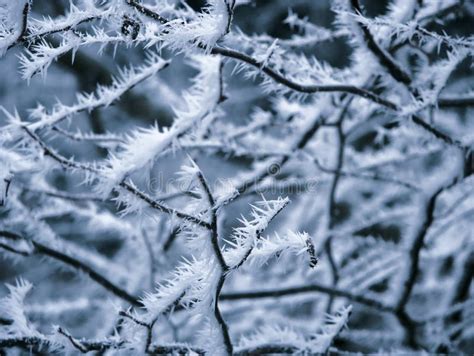 Frosty Rime Stock Image Image Of Sharp Covered Crystal 33843779