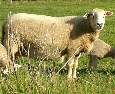 Wiltipoll Sheep Characteristics Origin And Uses