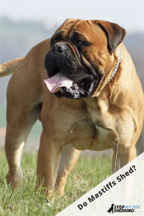 One might ask how much an english bulldog will shed before getting themselves one. Do Mastiffs Shed? (English Mastiff Shedding Guide)