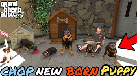 Chop Has New Born Puppies Gta 5 Youtube