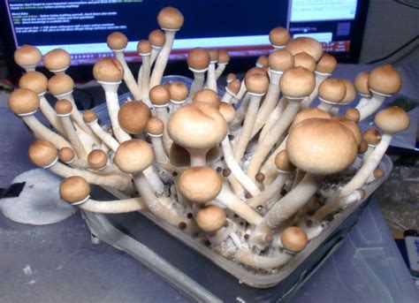 Magic Mushroom Grow Kits Spreading Like Wild Fungi Santa Cruz Ca Patch