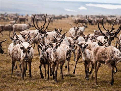 13 Animals That Depend On Wildlife Refuges To Survive The Wilderness