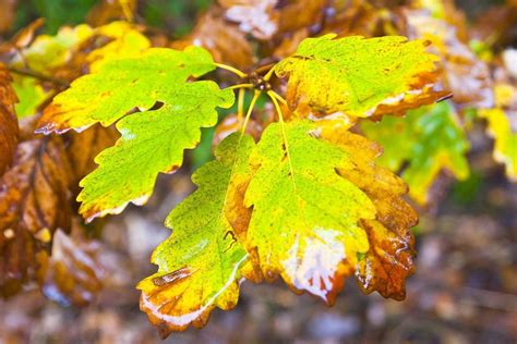 Diseases Affecting Live Oak Trees Gardenerdy