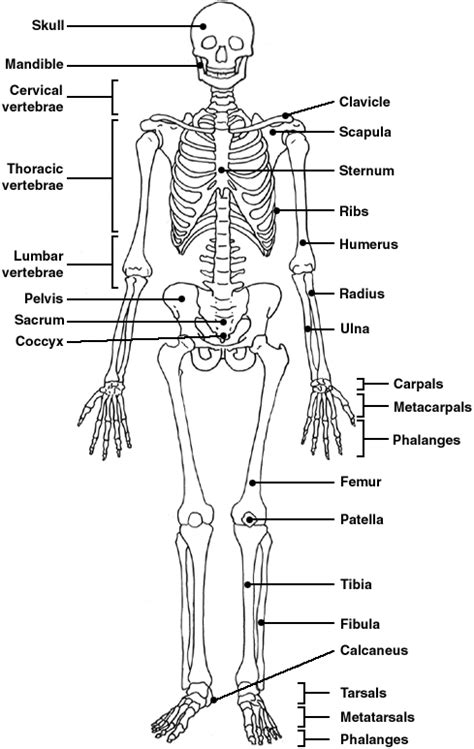 Diagram Skeletal System