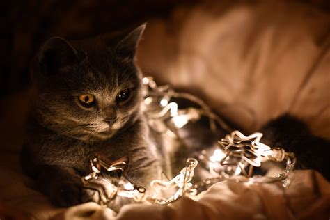 Denn draußen finden sich sehr schnell paarungswillige verehrer und nachwuchs ist dann fast garantiert. Weihnachten mit Katze: Die besten Tipps für sichere ...