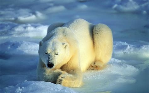 Wallpaper Snow Arctic Waiting Lie Fauna Mammal Vertebrate