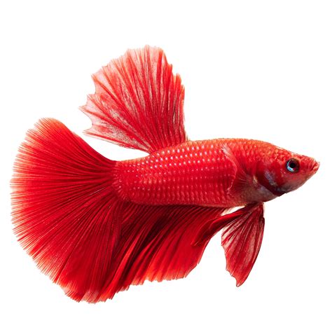 Male Deltatail Bettas For Sale Order Online Petco