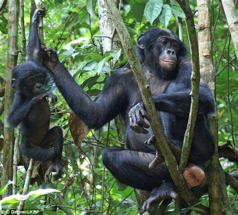 Female Bonobos Apes Dominate Societies By Lying To Males About When