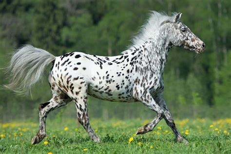 spotted horse breeds  pictures horsey hooves