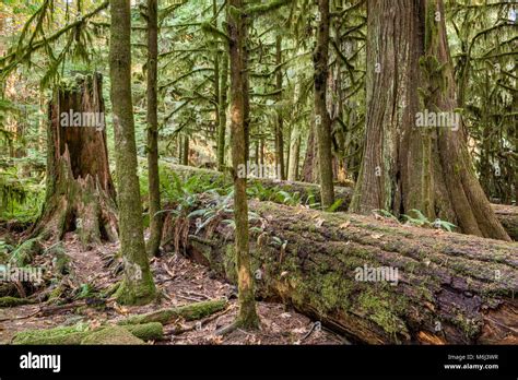 Cathedral Grove Old Growth Rainforest British Columbia Canada Vancouver