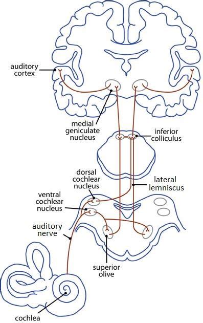 The Ascending Auditory Pathway From Cochlea To Cortex Adapted From