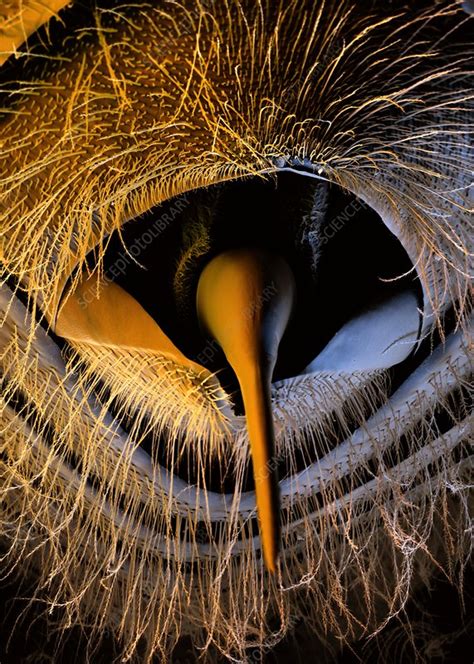 Honey Bee Stinger Sem Stock Image C0168008 Science Photo Library