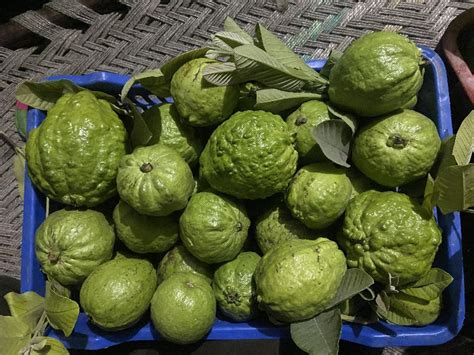 Fresh Guava And Guava Distributor Sai Fruits Haryana Karnal