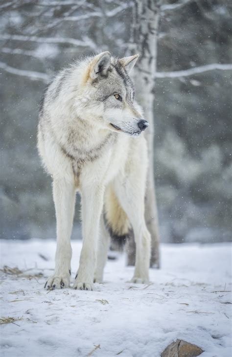 Beautiful Grey Wolves West Yellowstone Wolves Montana Winter Wolfpack