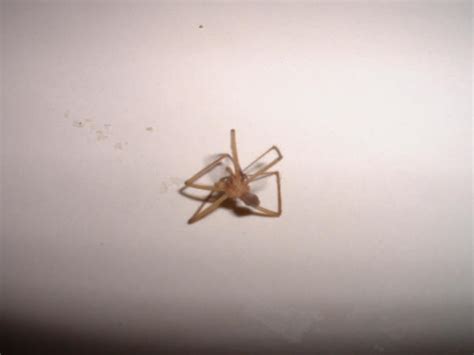 Photo Gallery Spiders Baby Recluse